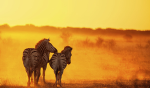 Sprachreisen Südafrika_Nationalpark